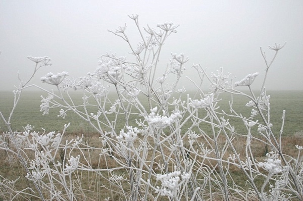 Frostbilder_06 005a.jpg